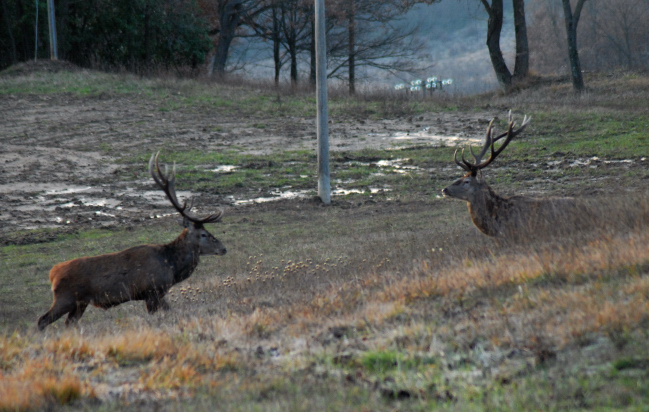 PASSIONE PER IL CERVO